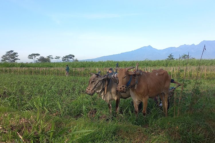 Ilustrasi: Hewan ternak sapi saat dimanfaatkan untuk membajak sawah di sebuah lahan pertanian di Kota Kediri, Jawa Timur.