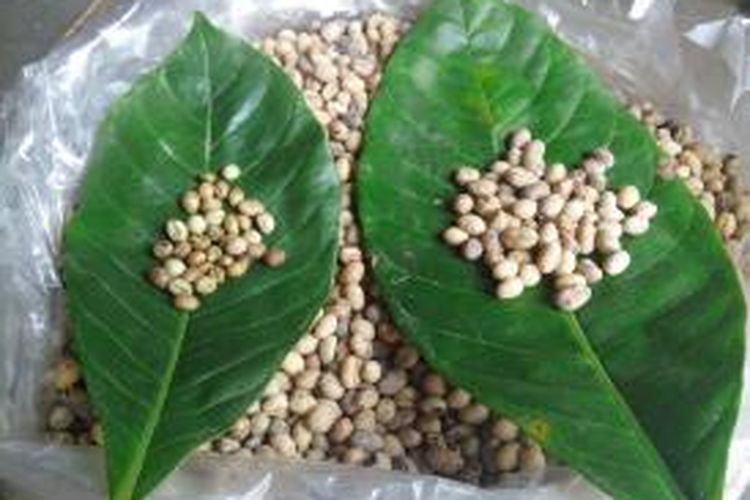 Kopi lanang adalah buah kopi yang berbiji tunggal sehingga berbeda dengan biji kopi pada umumnya. Artinya, buah kopi itu, jika dibuka kulit luarnya hanya terdiri dari satu bagian biji saja tanpa ada belahannya. Bentuknya bulat lonjong. 