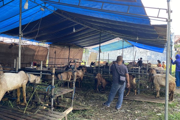 Penjualan Hewan Kurban di Kota Malang Lesu, Omzet Pun Turun Drastis
