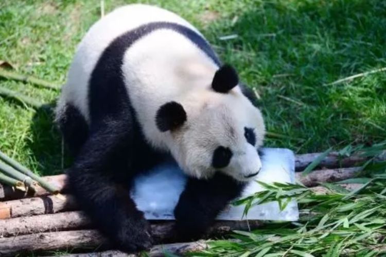 Ilustrasi panda. Dalam foto ini seekor panda sedang mendinginkan tubuh dengan balok es pada musim panas di kebun binatang di Shenyang, provinsi Liaoning, China, pada 17 Juli 2018. (AFP)