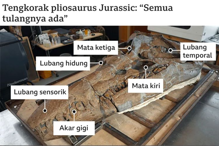 Tengkorak pliosaurus Jurrasic.