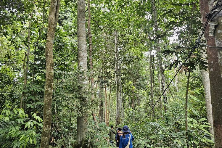 Suasana tutupan pepohonan di dalam Hutan Harapan yang terletak di Provinsi Jambi, Jumat (9/2/2024).
