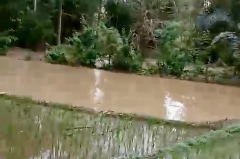 Duka Petani di Lampung, Baru Tanam Bibit, Sawah Terendam Banjir