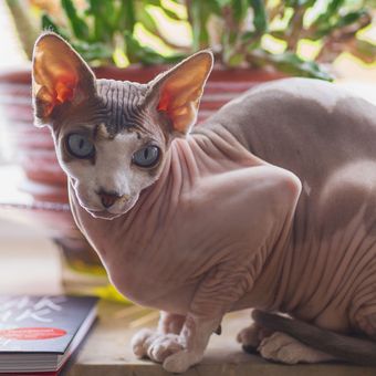 Ilustrasi kucing ras Sphynx. 