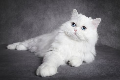 8 Fakta Menarik Kucing Putih, Bawa Keberuntungan dan Menggemaskan