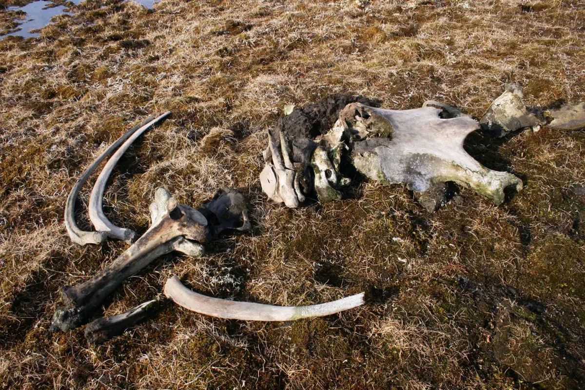 Fosil mammoth yang terungkap setelah lapisan es mencair di Pulau Kotelny.
