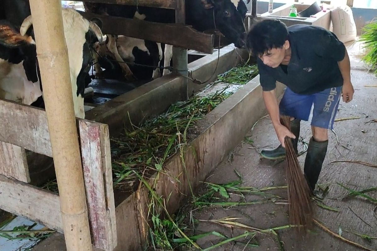 Dudung menceritakan kejadian PMK yang menyerang kandangnya di Blok Cigeureung Kelurahan Cigugur, Kecamatan Cigugur, Kabupaten Kuningan, Kamis (2/6/2022). Seluruh ekor sapi di kandangnya yang berjumlah 13 ekor, terinfeksi PMK, 2 ekor potong paksa, 1 ekor mati.