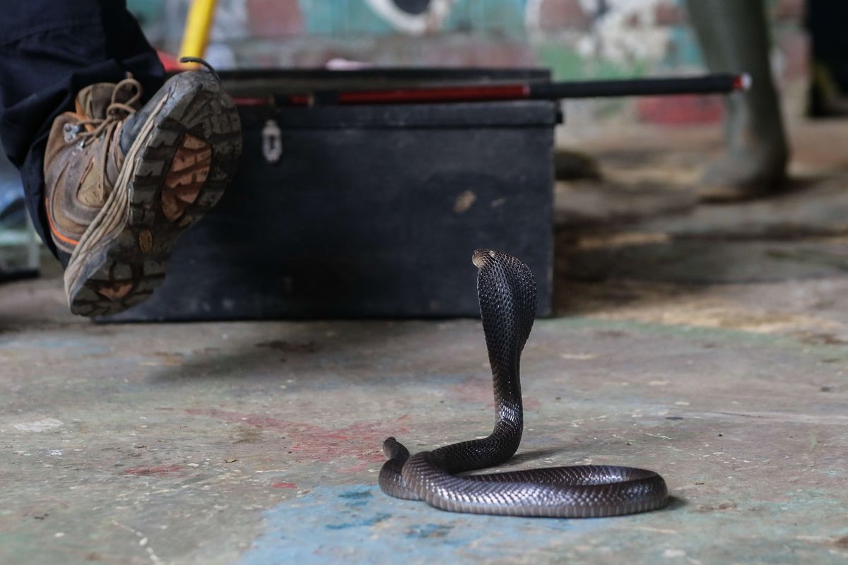 Anggota Komunitas Ciliwung Depok, Erwandi Supriadi memperlihatkan cara menangkap ular di Depok, Jawa Barat, Rabu (18/12/2019).   Akhir-akhir ini di beberapa rumah warga di wilayah di Jabodetabek banyak ditemui kasus penemuan ular liar.