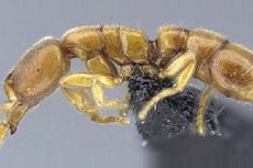 Spesies Baru Semut Drakula Ditemukan di Madagaskar
