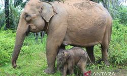 Anak Gajah Betina Lahir Selamat di Wilayah Konservasi Aceh