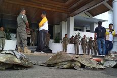 4 Penyu yang Mati Dekat PLTU Dibawa ke Kantor Gubernur Bengkulu