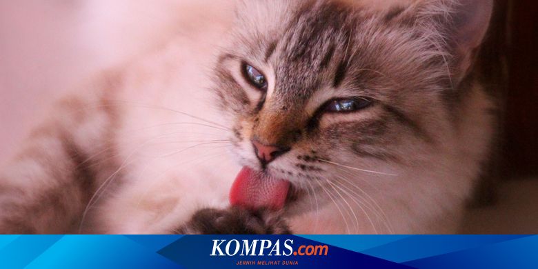 Kucing Keracunan Kenali Tanda Tanda Dan Jenis Zat Beracunnya Halaman All Kompas Com Kucing Keracunan Kenali Tanda Tanda Dan Jenis Zat Beracunnya Halaman All Kompas Com