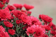 7 Bunga Pembawa Keberuntungan yang Bisa Ditanam di Halaman Rumah