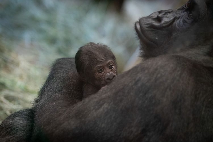 Sully, gorila yang dikira jantan bersama dengan sang anak di Kebun Binatang Columbus, Ohio, AS