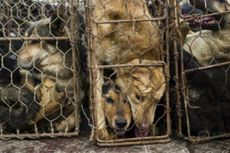 Kepolisian China Gerebek Rumah Jagal Anjing di Shenzhen