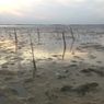 8 Hektare Mangrove di Sampang Mati Digerogoti Kerang