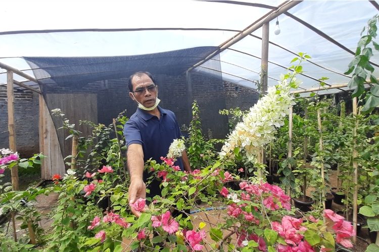 Daniel sedang menunjukkan bunga koleksinya yang diperjual belikan di Green House yang ia bangun sejak 2 tahun yang lalu 