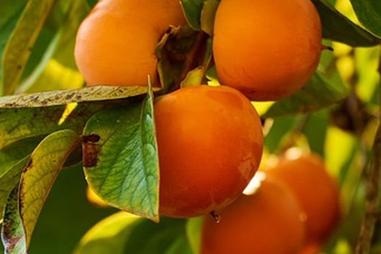 Ilustrasi tanaman kesemek