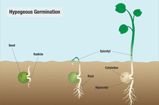 Perkecambahan Hipogeal: Pengertian dan Contoh Tumbuhannya