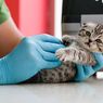 5 Penyakit yang Umum Diderita Anak Kucing