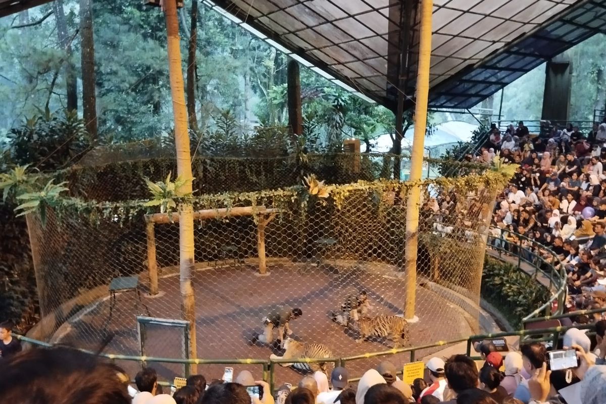 Atraksi harimau di Taman Safari Indonesia