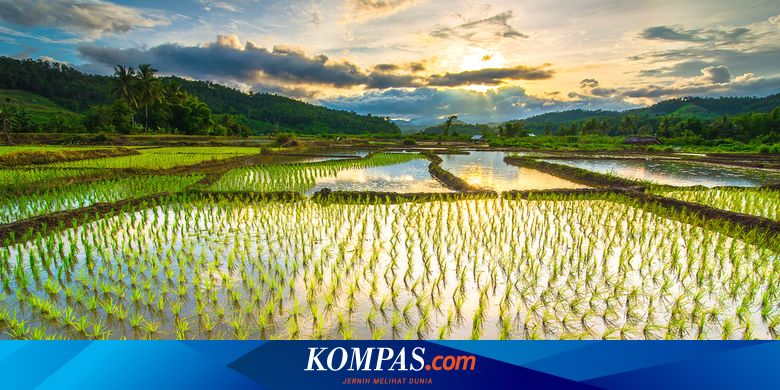 Kementan Desak Pemda Terbitkan Perda Lahan Pertanian Pangan Berkelanjutan Halaman All Kompas Com