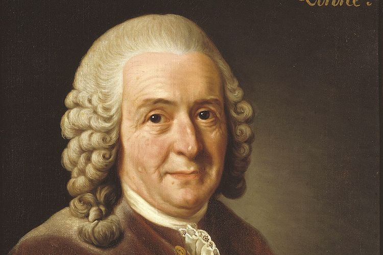Carolus Linnaeus, pelopor sistem klasifikasi makhluk hidup