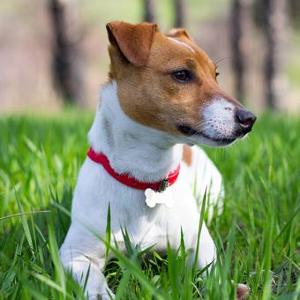 Ilustrasi anjing jenis Jack Russell Terrier.