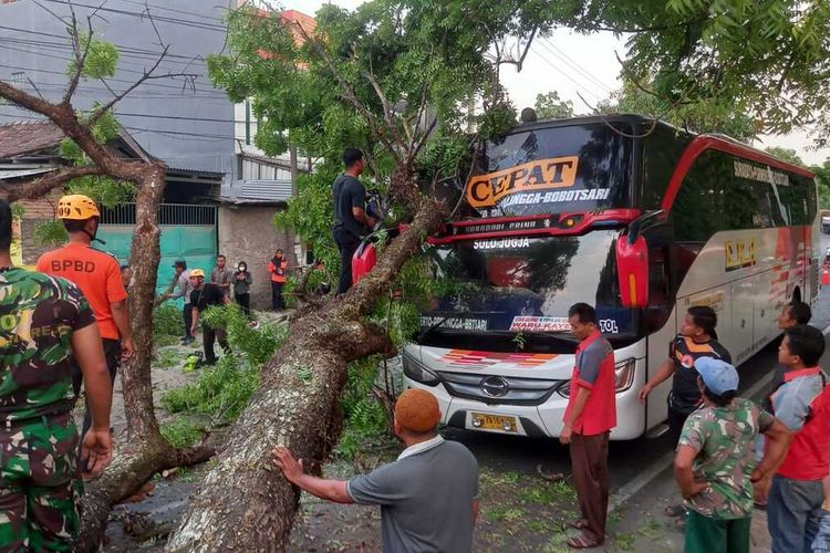 Sebuah pohon yang berada di tepi jalan raya Magetan ? Ngawi tumbang dan menimpa Busa Eka yang sedang melaju, Jumat (28/7/2023).