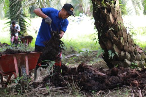 Revolusi Teknologi Pemuliaan demi Keberlanjutan Sawit Indonesia