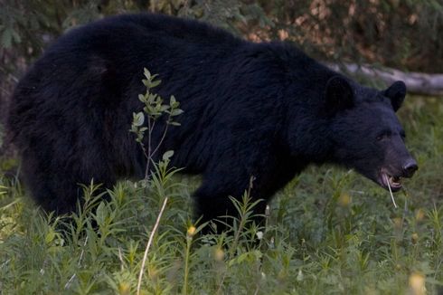 Seorang Perempuan Tewas Diterkam Beruang Hitam, Serangannya Disebut Langka