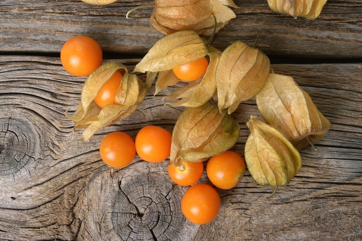 Buah ciplukan baik untuk penderita diabetes karena bisa membantu menurunkan gula darah. Ini berkat kandungan serat, protein, dan antioksidan.