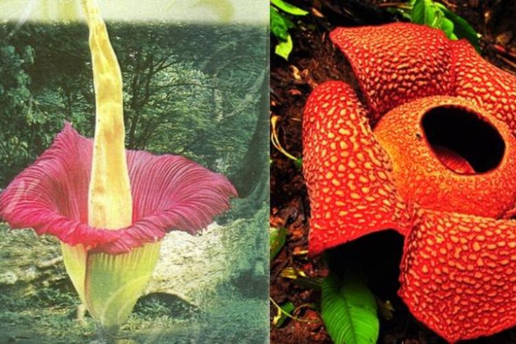 Amorphopalus titanum atau bunga bangkai (kiri) dan Rafflesia arnoldi (kanan).