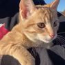 Kisah Mengharukan Kucing yang Diselamatkan Bekas Anggota Militer AS