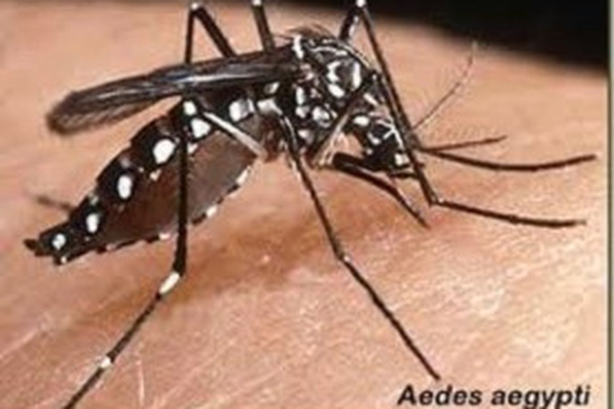 Nyamuk Aedes