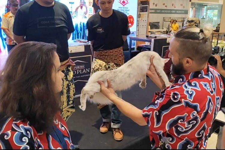 Dua juri internasional memberikan penilaian terhadap kucing yang ikut dalam ajang International Cat Show di salah satu pusat perbelanjaan di Kota Cirebon, pada Sabtu (5/10/2024) siang. ICA di Kota Cirebon bertemakan Kucing Batikan merupakan rangkaian penutup kegiatan sepanjang tahun 2024.