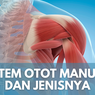 Sistem Otot Manusia dan Jenisnya