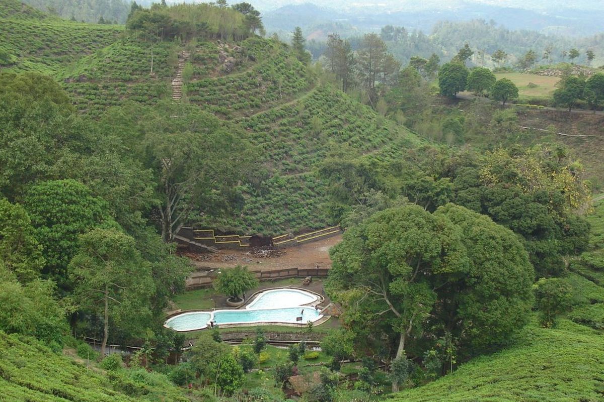 Kebun Teh Jamus Ngawi di Kabupaten Ngawi, Jawa Timur.