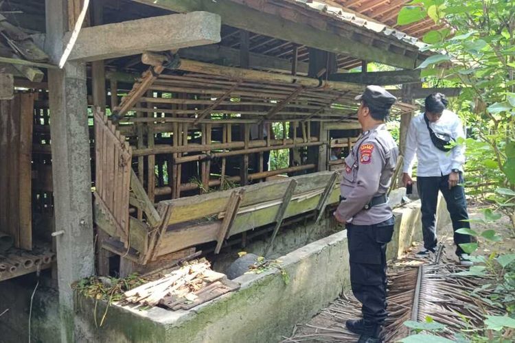 Kondisi kandang kosong di kawasan rumah warga di Padukuhan Tangkisan II, Kalurahan Hargomulyo, Kapanewon Kokap, Kabupaten Kulon Progo, Daerah Istimewa Yogyakarta. Polisi membarikade kandang kambing dengan garis polisi setelah ada laporan seorang warga kehilangan tujuh kambing di situ.