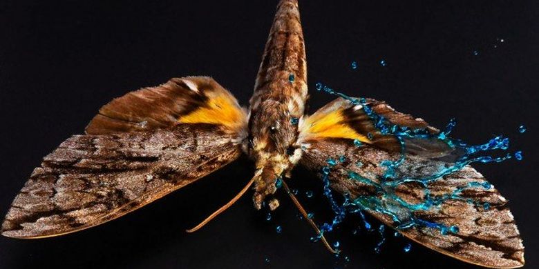 Penelitian tetesan air pada sayap kupu-kupu.