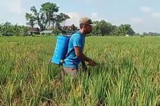 Ribuan Hektar Sawah Terancam Gagal Panen akibat Hama Wereng, Ini Langkah Bupati Madiun