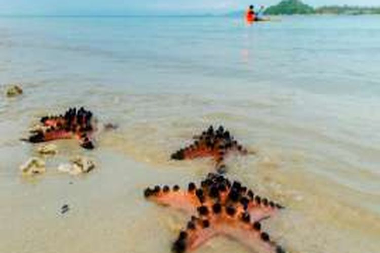 Bintang laut di Gili Sudak