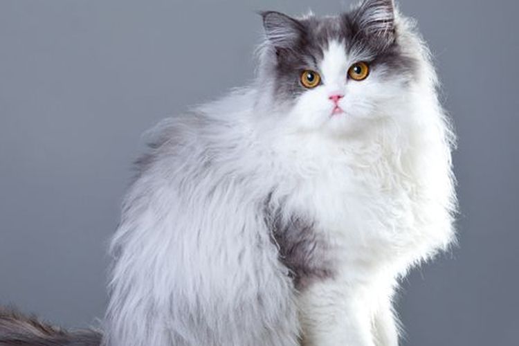 Ilustrasi kucing Persia. 