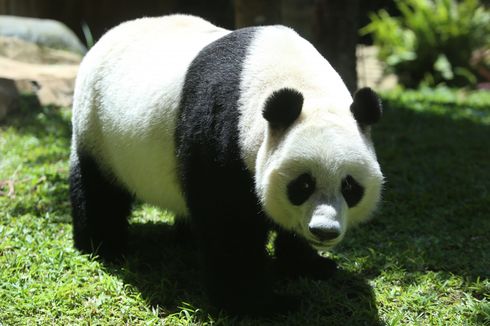 Selesai Karantina Sepasang Panda Taman Safari Siap Menyapa Wisatawan