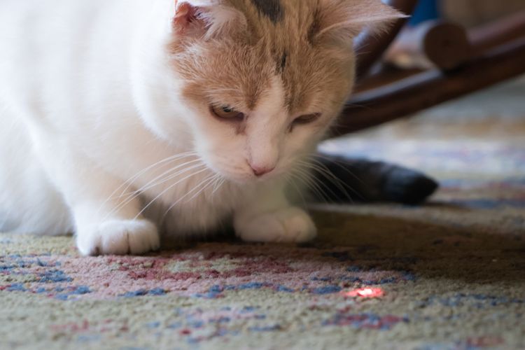 Ilustrasi kucing mengejar sinar laser