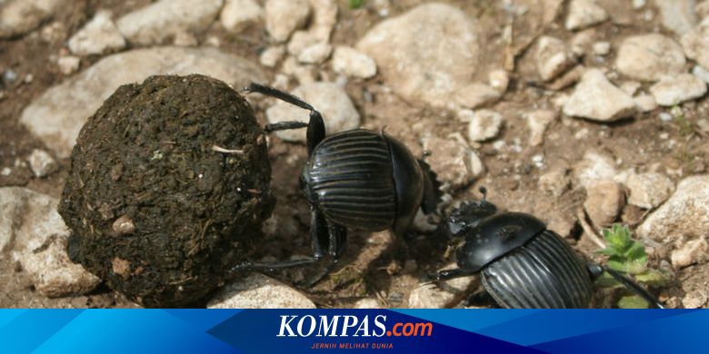 Kumbang Berusia 230 Juta Ditemukan di Kotoran Dinosaurus, Seperti Apa Wujudnya? - Vimarsana News