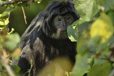 Puluhan Lutung Serbu Kebun Warga di Lebak