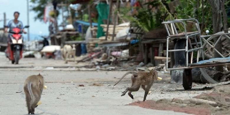 Monyet ekor panjang berlari sambil membawa makanan yang dicuri dari rumah-rumah penduduk di Desa Khlong Charoen Wai, Provinsi Chachoengsao, Thailand.
