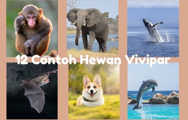 Ilustrasi contoh hewan vivipar