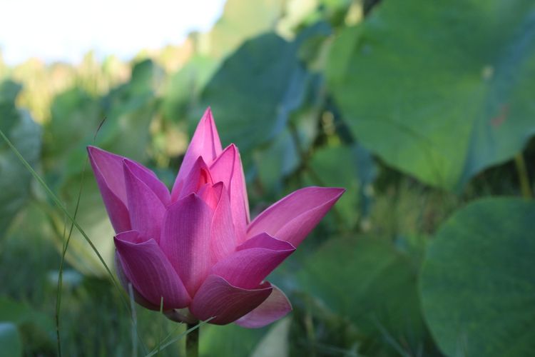 Paduan daun yang hijau dan warna pink pada bunga teratai menghiasi permukaan danau seluas 2,5 hektare. 